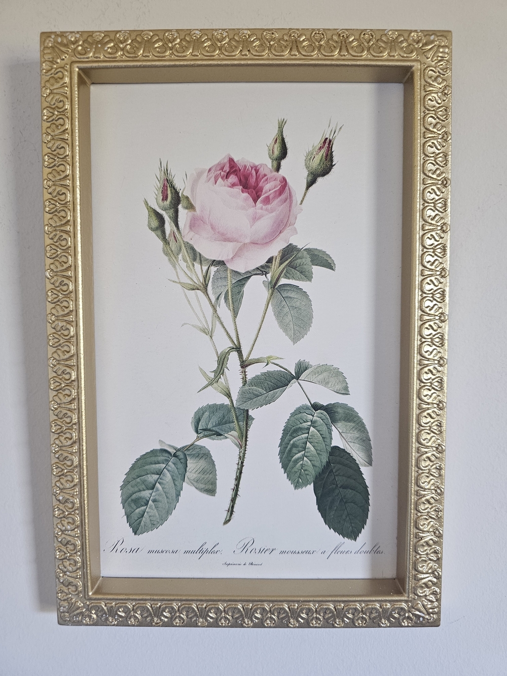 Ashland Pink Rose Botanical Print with Gold Frame